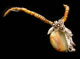 Necklace Gallery: Image