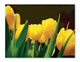 Card Gallery: Image