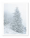 Card Gallery: Image
