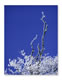 Card Gallery: Image
